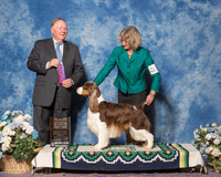 Springer Spaniel #7 Sun BOS Maj Johnson Nancy Judge Mr Howard M Yost