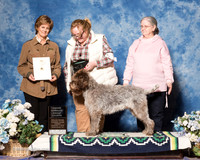 Wirehaired Pointing Griffon #9 Sun OHG4 BLEGGI PASQUALE, & ELIZABETH BLEGGI Judge Molly Bogan
