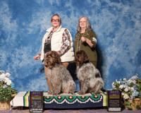 Wirehaired Pointing Griffons #5 #9 Sun Bleggi Pasquale Judge Ms Sandra London