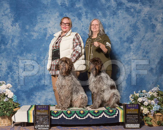 Wirehaired Pointing Griffons #5 #9 Sun Bleggi Pasquale Judge Ms Sandra London-_ST_8212