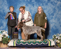 Wirehaired Pointing Griffons #9 Sun BOB Bleggi Pasquale Judge Ms Sandra London