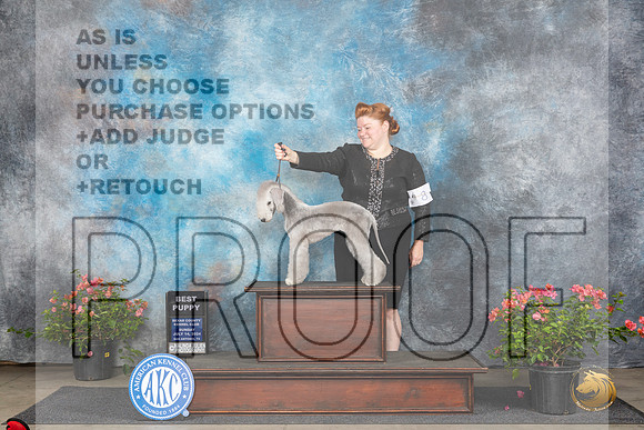 Bedlington Terrier #8 Sunn BPupBIS Judge Christie Martinez__JP_5779_San Antonio_2024_HR3