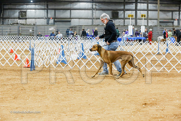 Rhodesian Ridgeback #5 Paula Howeth Ring Shots-_CL_8091