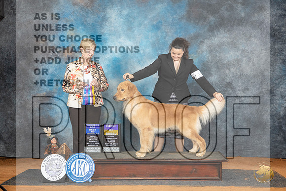 Golden Retriever #11 Sun WDBOWBOB Judge Karen Hynek__JP_8539_MARSHALL_2024_HR3