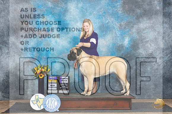 Mastiff #10 Fri WBBOB Judge Rick Gschwender__JP_9366_Abilene_2024_HR3