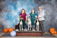 Saluki Fun BOS BOB SD M Judge Ann Roth