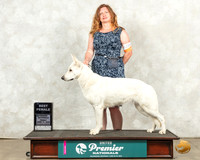 White Shepherd #1209 Fri BF Judge Ronald Sacca