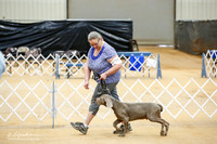 Weimaraner Sat Match Ring