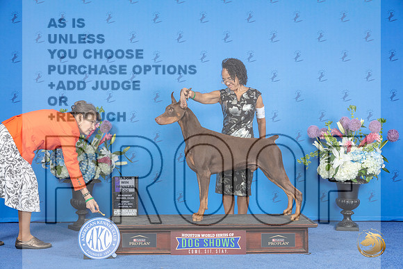 Doberman #9 SUN WD BOW M Judge Annella Cooper r__JP_0287_Houston_2024_HR3