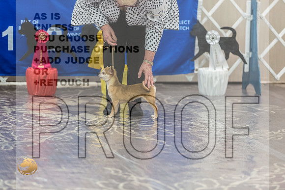 Chihuahua Smooth #22 FriJJL_3737_HstnTOY_2022_HR3