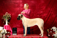 Mastiff Sun S1 New Int'l Ch Jennifer Landen