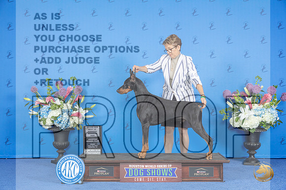 Doberman #23 FRI WD BOW M Judge Ronald Freeman__JP_9778_Houston_2024_HR3