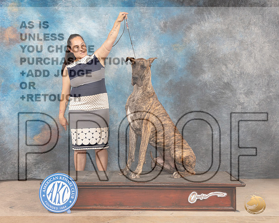 Great Dane #14 Sat WB Judge Terry Houston-MMJ_3723-Abilene2022-HR3