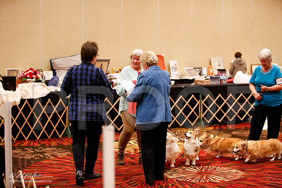 _JJ_7923-HstnCorgiFeb2015-HR3