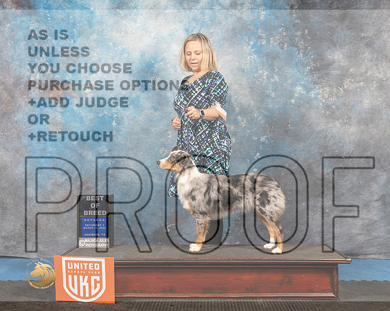 Miniature American Shepherd #199 S1 BOB Judge Pam Moore_MMJ_6657_Addison2022_HR3