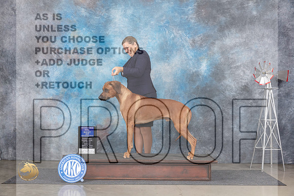 Rhodesian Ridgeback #11 Sun BOW Jon Cole__JP_6193_Amarillo_2024_HR3