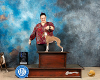 Italian Greyhound #6 Fri BOWMCh Judge Mary Jane Carberry