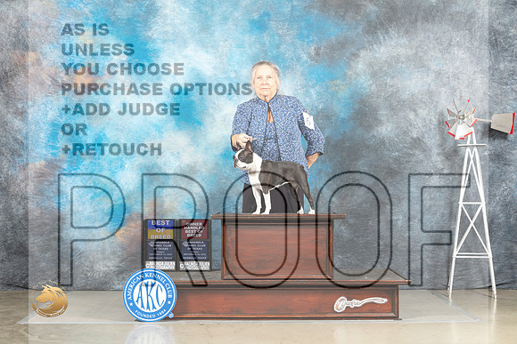 Boston Terrier #6 Fri BOB OHG2 Judge Joan Liebes_MJ_4106_Amarillo_2022_HR3