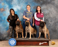 Bullmastiff Family