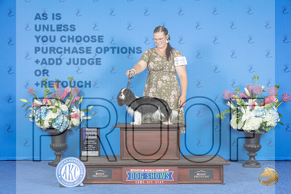 Cavalier King Charles Spaniel #20 SUN WB Judge Wood Wornall__JP_0447_Houston_2024_HR3