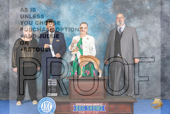Italian Greyhound #12 WED SB Judge Joao Machado__JP_6636_Houston_2024_HR3