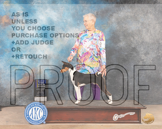 Basenji #5 Sun BOBBOW Judge Patricia Trotter-MMJ_4462-Abilene2022-HR3