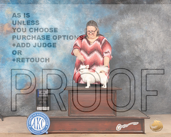 Chihuahua Long Caot #5 Sat BOW Judge Peggy McIllwaine r-MMJ_4485-Abilene2022-HR3