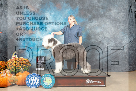 English Sheepdog #5 Sun BOSM Judge Steve Keating_MJ_6612_Belton_2022_HR3