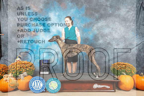 Greyhound #8 Sat BOBBOW Judge Hennessy_MJ_5532_Belton_2022_HR3