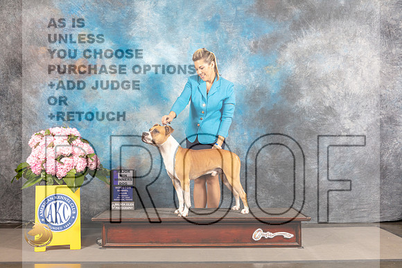 American Staffordshire Terrier #11 THUR WD Major Judge Ken Murray_MJ_3727_Houston_2022_HR3