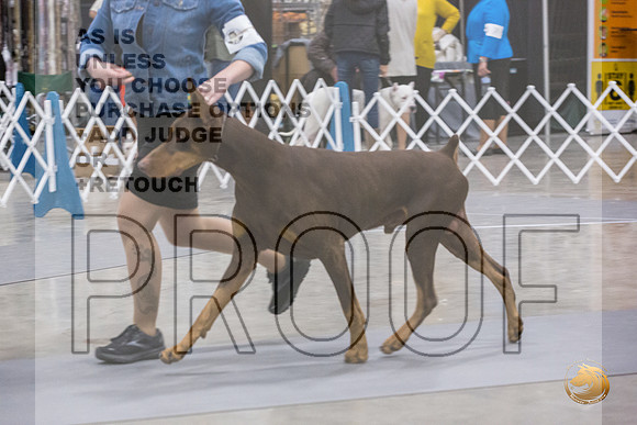 Doberman Pinscher #7 Fri RingsJJL_8786_Mdlnd2022_HR3