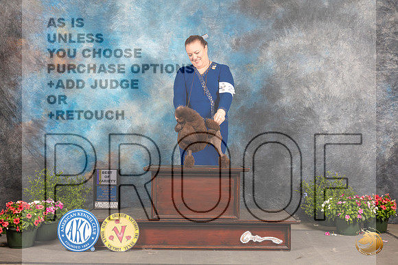 Poodle Toy #25 Fri BOVNGCh Judge Robert Shreve_MJ_0460_SA_2022_HR3