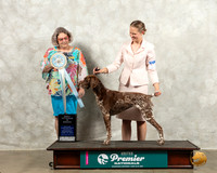 German Shorthaired Pointer #168 Wed VBOB Judge Julie Pepper