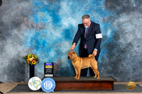 Chinese Shar Pei #12 Sat BOB Judge Judy Wade