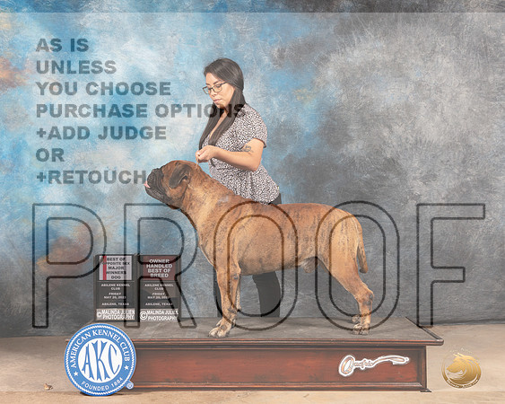 Bullmastiff #19 BOSWDOHBOB Judge Joan Liebes-MMJ_3229-Addison2022-HR3