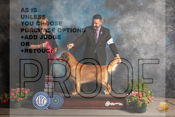 Golden Retriever #46 Sun G2 Judge Cindy Lane_MJ_1641_SA_2022_HR3