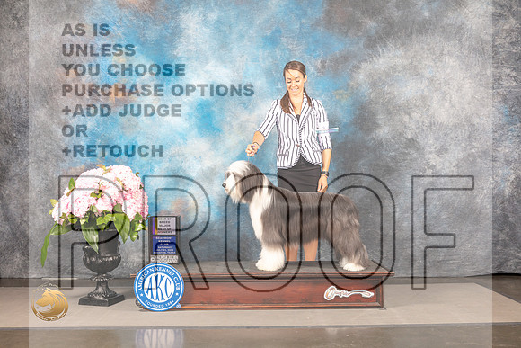 Bearded Collie #12 Sat BOWBOB Judge Carrie Chase_MJ_7773_Houston_2022_HR3