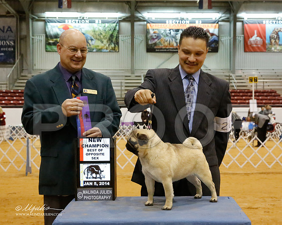 Pug-6941-GRJan14-HR
