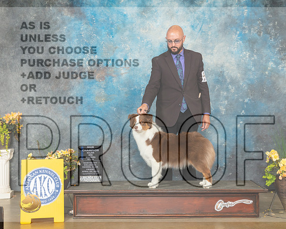 Miniature American Shepherd #20 Fri WBNCh Judge John Wade-MMJ_9985-NWARK2022-HR3
