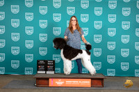 Poodle Stanndard MC #263 Sat BM NC Judge Alan Krenek