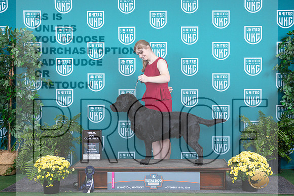 Labrador Retriever #164 Sat__JP_2829_UKCTDI2024_HR3