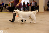 Golden Retriever Sat Ring