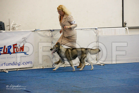 _M3_1000-AddisonHuskyMar2015-HR3