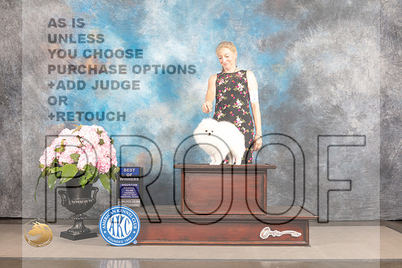 Pomeranian #11 Thurs BOW Judge Joe Walton r_MJ_6899_Houston_2022_HR3