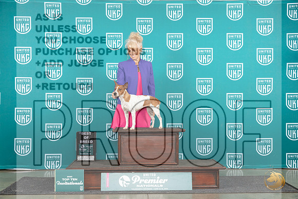 Rat Terrier #880 Thur T10BOB Judge Tracy Karsjens__JP_1608_Premier_2024_HR3
