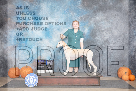 Saluki #12 Sun BOBOHBOBBOW M Judge Ann Roth__JP_9328_Humble_2024_HR3