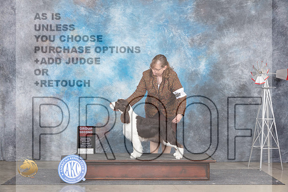 English Springer Spaniel #6 Sat G2 Judge Ann Roth__JP_6040_Amarillo_2024_HR3
