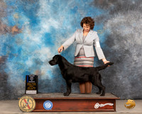 Labrador Retriever #46 Fri BOWWB Judge Gary Andersen