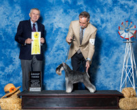 Miniature Schnauzers #5 Sun G3 Medford Kay Bryan Brown Mary Jo Larsen Judge Mr Terry Stacy