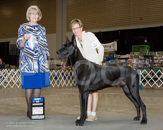 Great Dane #23 Thurs WB WHITMORE Janet Judge Nancy D Simmons-_JJL0609